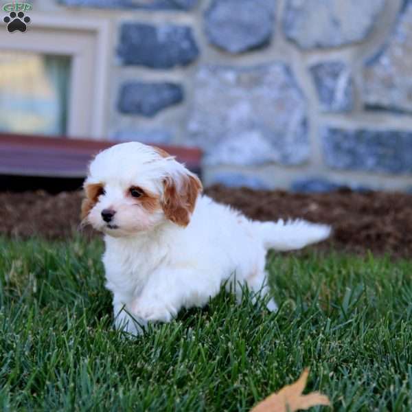 Blaze, Cavapoo Puppy