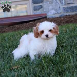 Blaze, Cavapoo Puppy