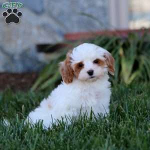 Blaze, Cavapoo Puppy