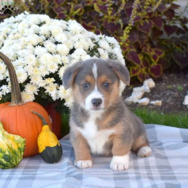 Bleu, Pembroke Welsh Corgi Puppy