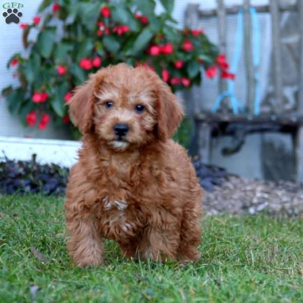 Blitz, Mini Labradoodle Puppy