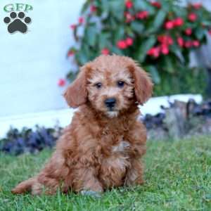 Blitz, Mini Labradoodle Puppy