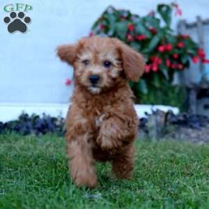 Blitz, Mini Labradoodle Puppy