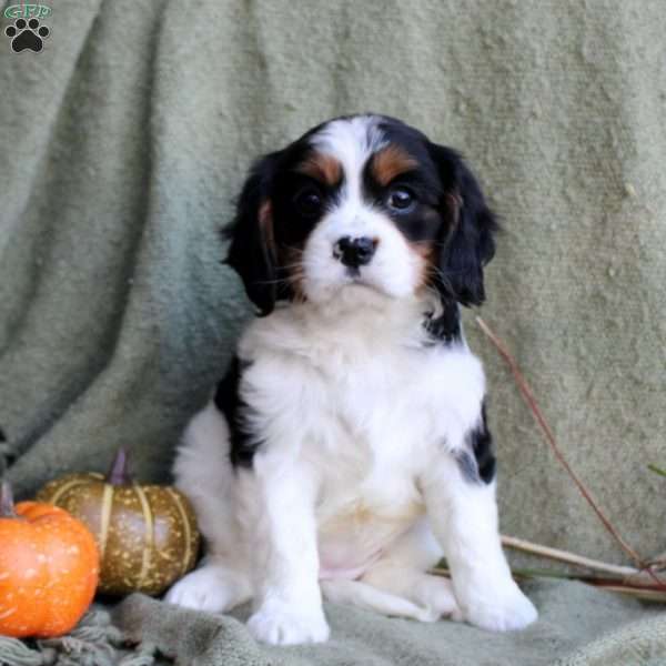 Blossom, Miniature Bernese Mountain Dog Puppy