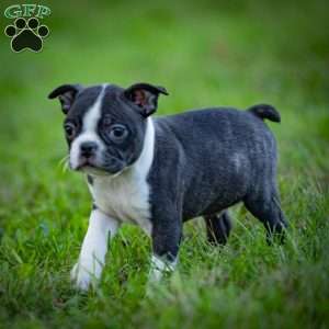 Bobby, Boston Terrier Puppy