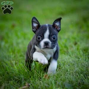 Bobby, Boston Terrier Puppy