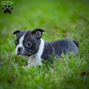 Bobby, Boston Terrier Puppy