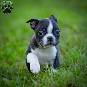 Bobby, Boston Terrier Puppy