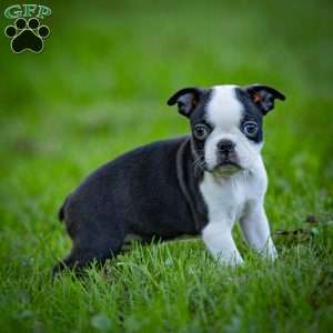 Bonnie, Boston Terrier Puppy