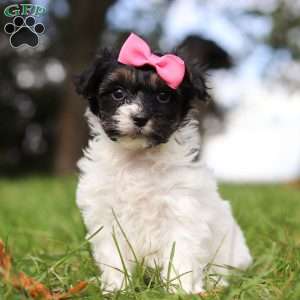 Bonnie, Yorkie Poo Puppy