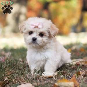 Bonnie, Lhasa Apso Puppy