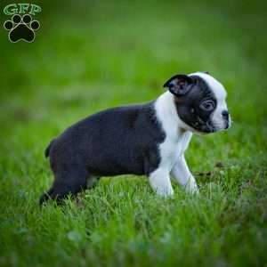 Bonnie, Boston Terrier Puppy