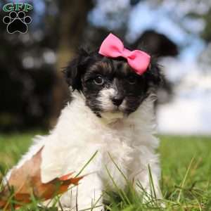 Bonnie, Yorkie Poo Puppy