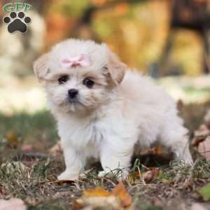 Bonnie, Lhasa Apso Puppy