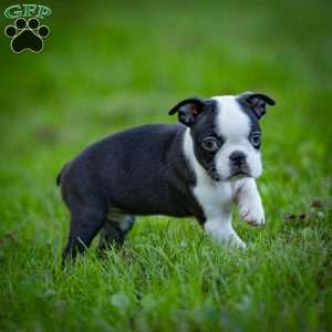 Bonnie, Boston Terrier Puppy