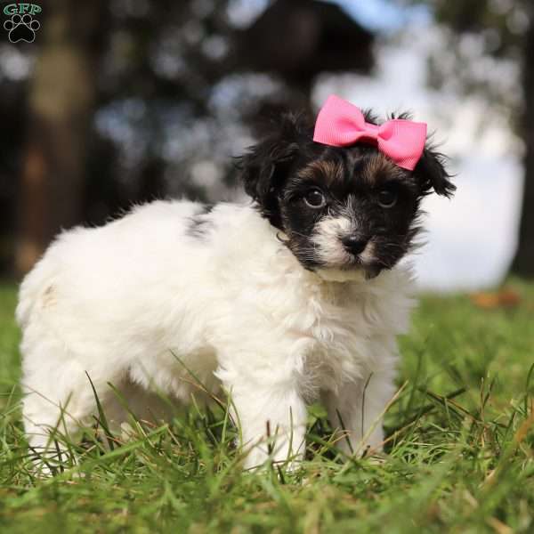 Bonnie, Yorkie Poo Puppy