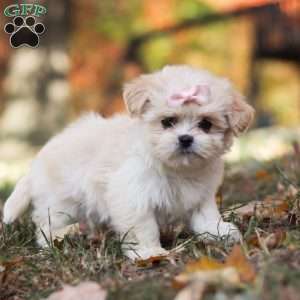 Bonnie, Lhasa Apso Puppy