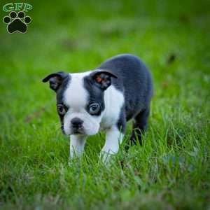 Bonnie, Boston Terrier Puppy