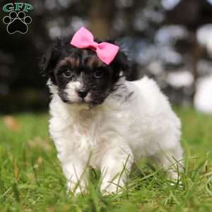 Bonnie, Yorkie Poo Puppy