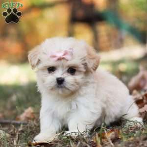 Bonnie, Lhasa Apso Puppy