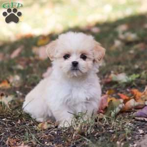 Bonnie, Lhasa Apso Puppy