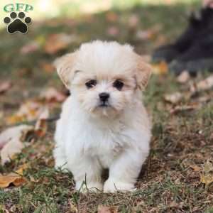 Bonnie, Lhasa Apso Puppy