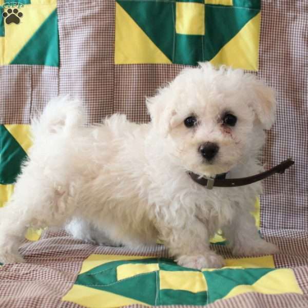 Bonnie, Bichon Frise Puppy