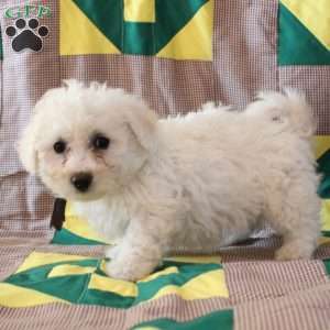 Bonnie, Bichon Frise Puppy