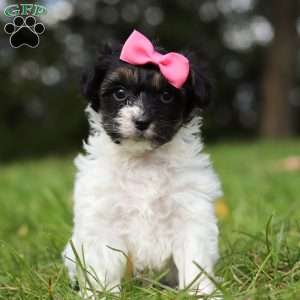 Bonnie, Yorkie Poo Puppy