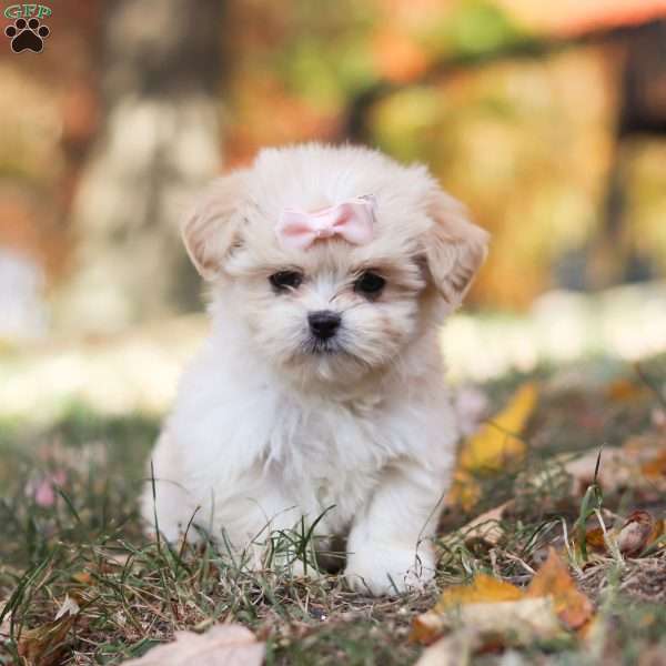 Bonnie, Lhasa Apso Puppy