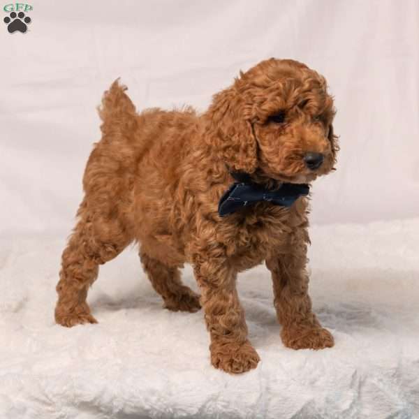 Boomer, Miniature Poodle Puppy