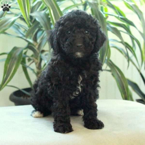 Boots, Miniature Poodle Puppy