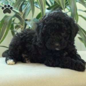 Boots, Miniature Poodle Puppy