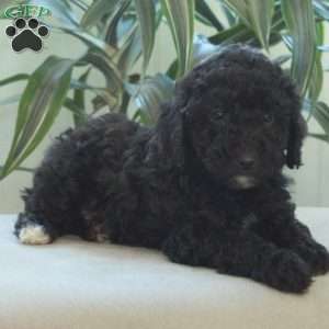 Boots, Miniature Poodle Puppy