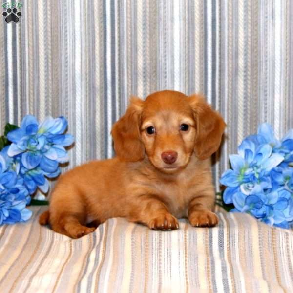 Brandon-Mini, Dachshund Puppy