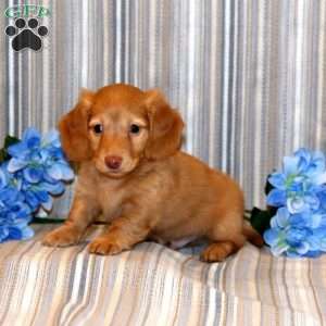 Brandon-Mini, Dachshund Puppy