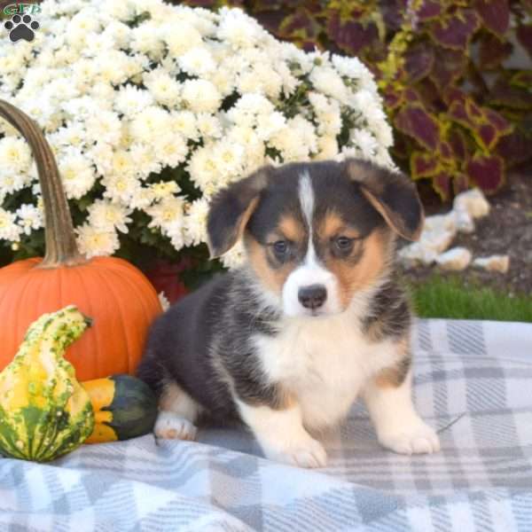 Breeze, Pembroke Welsh Corgi Puppy