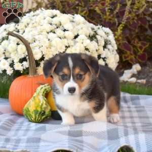 Breeze, Pembroke Welsh Corgi Puppy