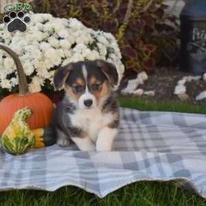 Breeze, Pembroke Welsh Corgi Puppy