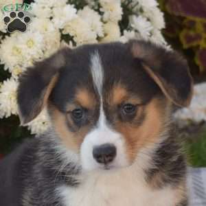 Breeze, Pembroke Welsh Corgi Puppy