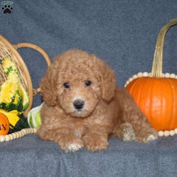 Brent, Mini Goldendoodle Puppy