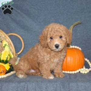 Brent, Mini Goldendoodle Puppy