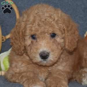 Brent, Mini Goldendoodle Puppy