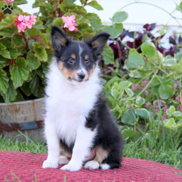 Brian, Sheltie Puppy