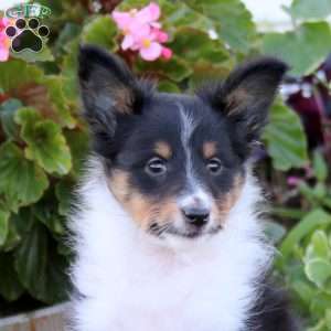 Brian, Sheltie Puppy