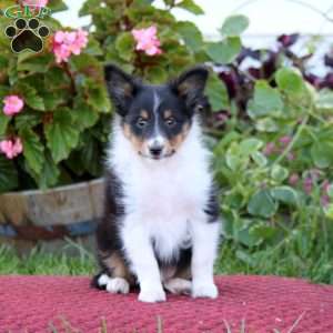 Brian, Sheltie Puppy