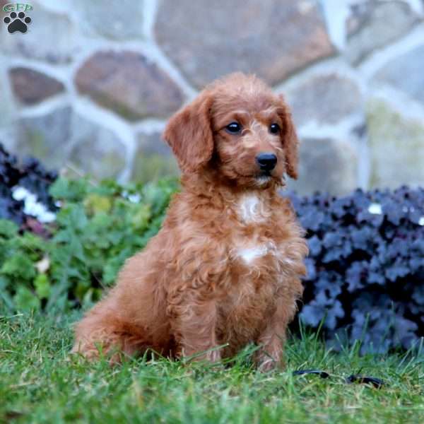 Brianna, Mini Labradoodle Puppy