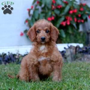 Brianna, Mini Labradoodle Puppy