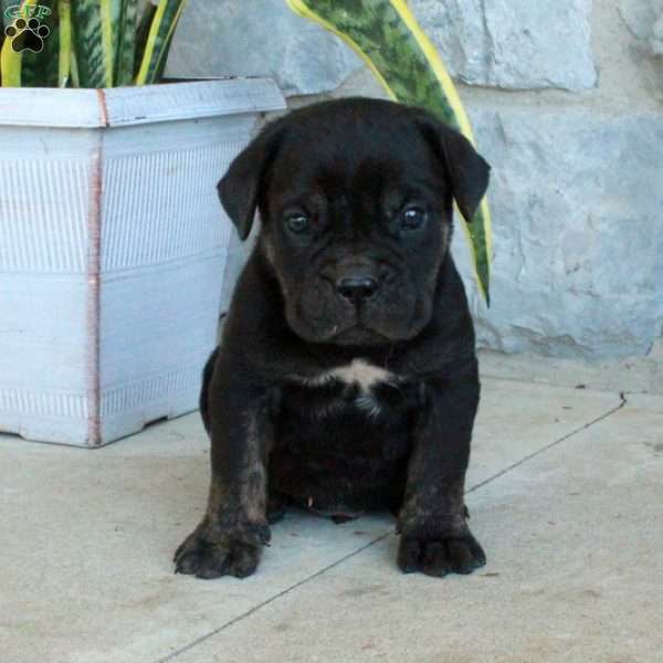 Brick, Cane Corso Puppy