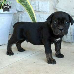 Brick, Cane Corso Puppy